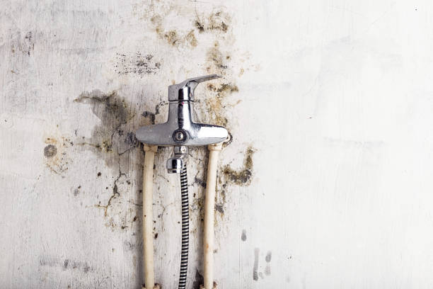Trusted Fall City, WA Mold Remediation Experts