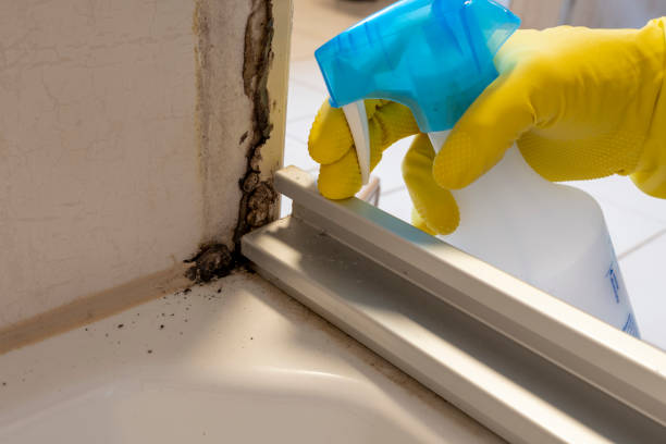 Best Residential Mold Remediation in Fall City, WA