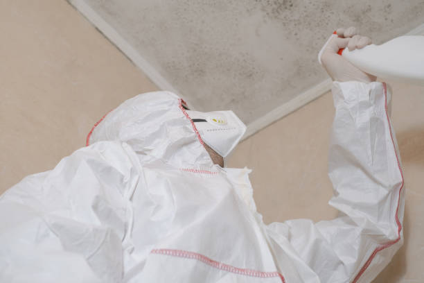 Best Commercial Mold Remediation in Fall City, WA