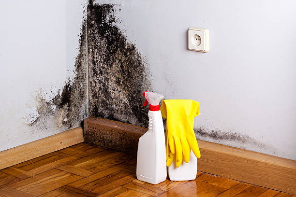 Best Basement Mold Remediation in Fall City, WA